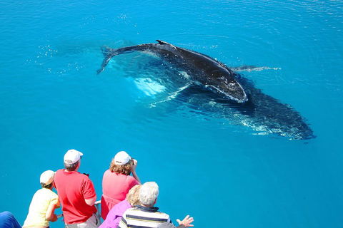 Hervey Bay Whale Watching Cruise - Palm Beach Accommodation 2