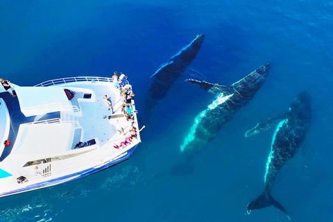 Hervey Bay Whale Watching Cruise - Palm Beach Accommodation 3