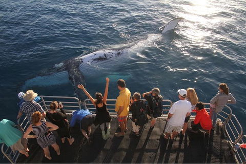 Hervey Bay Whale Watching Cruise - Palm Beach Accommodation 4