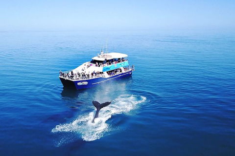Hervey Bay Whale Watching Cruise - Palm Beach Accommodation 5