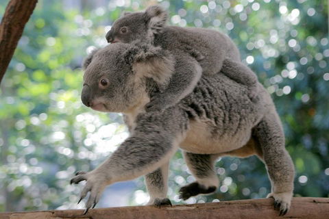 Lone Pine Koala Sanctuary Admission With Brisbane River Cruise - Palm Beach Accommodation 0