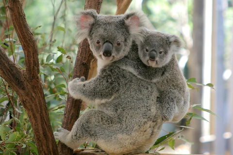 Lone Pine Koala Sanctuary Admission With Brisbane River Cruise - Palm Beach Accommodation 3