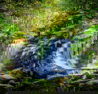 Day Tour in Mt. Field Mt. Wellington Bonorong Wildlife Sanctuary and Richmond - Palm Beach Accommodation