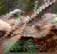 Melbourne Zoo General Entry Ticket - Palm Beach Accommodation