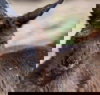 Australian Wildlife Tour at Melbourne Zoo Ticket - Palm Beach Accommodation