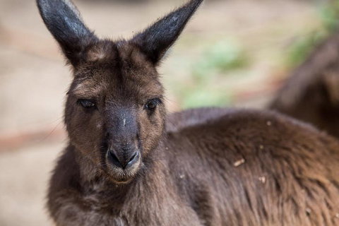 Australian Wildlife Tour At Melbourne Zoo Ticket - Palm Beach Accommodation 0