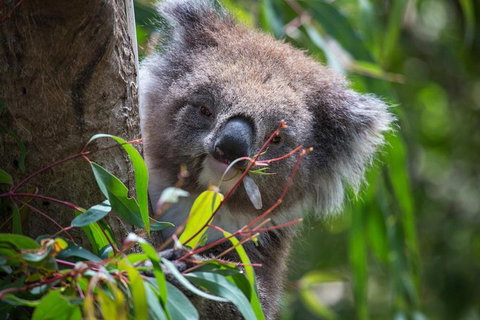 Australian Wildlife Tour At Melbourne Zoo Ticket - Palm Beach Accommodation 1