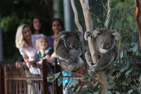 Australian Wildlife Tour At Melbourne Zoo Ticket - Palm Beach Accommodation 2