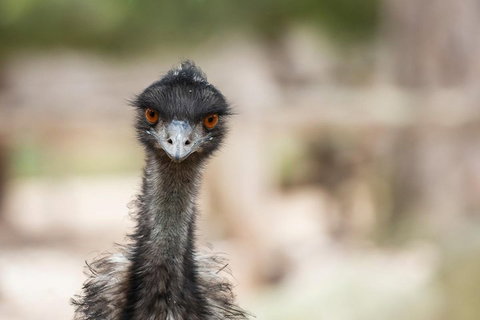 Australian Wildlife Tour At Melbourne Zoo Ticket - Palm Beach Accommodation 3