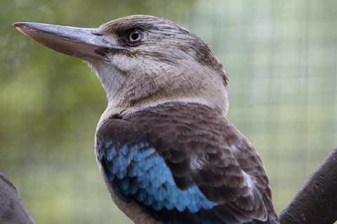 Australian Wildlife Tour At Melbourne Zoo Ticket - Palm Beach Accommodation 4