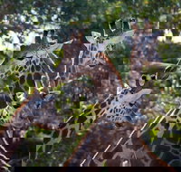 Werribee Open Range Zoo General Admission Ticket - Palm Beach Accommodation