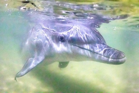 Tangalooma Island Resort Whale Watching Day Cruise With Dolphin Feeding - Palm Beach Accommodation 0