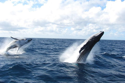 Tangalooma Island Resort Whale Watching Day Cruise With Dolphin Feeding - Palm Beach Accommodation 1
