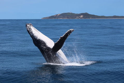 Tangalooma Island Resort Whale Watching Day Cruise With Dolphin Feeding - Palm Beach Accommodation 3