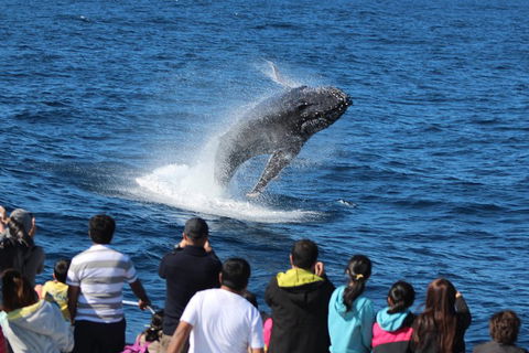 Tangalooma Island Resort Whale Watching Day Cruise With Dolphin Feeding - Palm Beach Accommodation 5