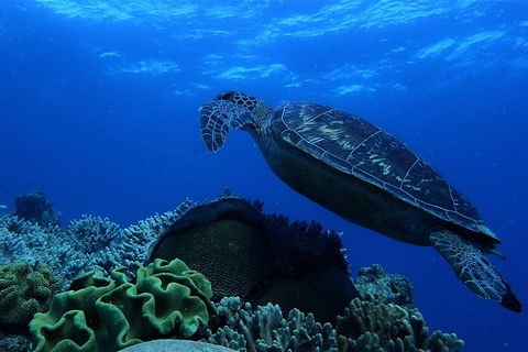 3 Day Whitsundays Sailing And Diving Adventure: Kiana - Palm Beach Accommodation 2