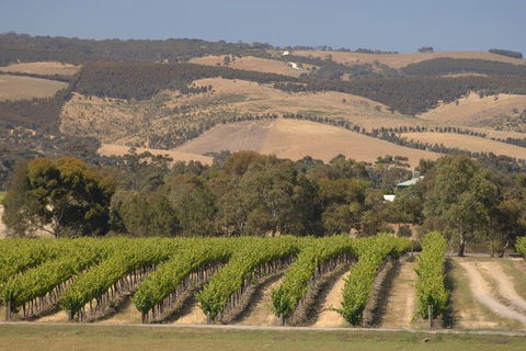 McLaren Vale And Glenelg Wine Tasting And Sightseeing (Half-day Afternoon) - Palm Beach Accommodation 2