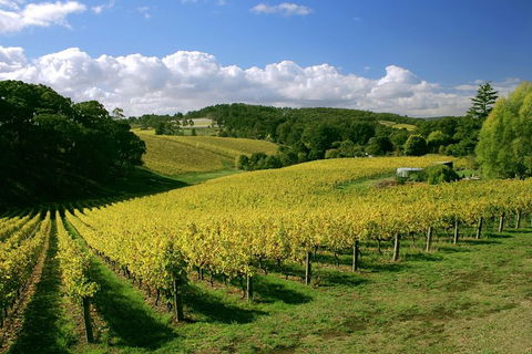 McLaren Vale And Glenelg Wine Tasting And Sightseeing (Half-day Afternoon) - Palm Beach Accommodation 4