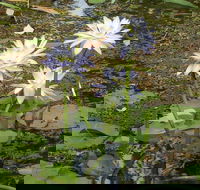 Yellow Water Cruise - Kakadu - Palm Beach Accommodation