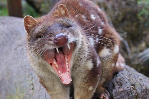 After Dark Tasmanian Devil Feeding Tour At Cradle Mountain - Palm Beach Accommodation 0