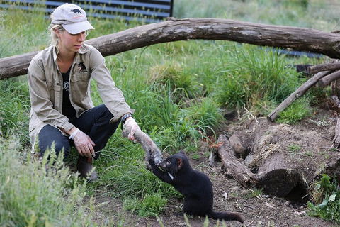 After Dark Tasmanian Devil Feeding Tour At Cradle Mountain - Palm Beach Accommodation 1