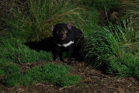 After Dark Tasmanian Devil Feeding Tour At Cradle Mountain - Palm Beach Accommodation 4