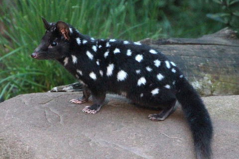 After Dark Tasmanian Devil Feeding Tour At Cradle Mountain - Palm Beach Accommodation 5