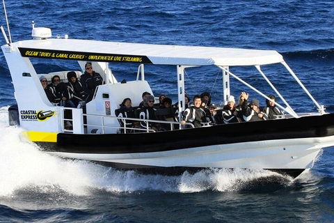 Mooloolaba Whale Watching Tour - Palm Beach Accommodation 0