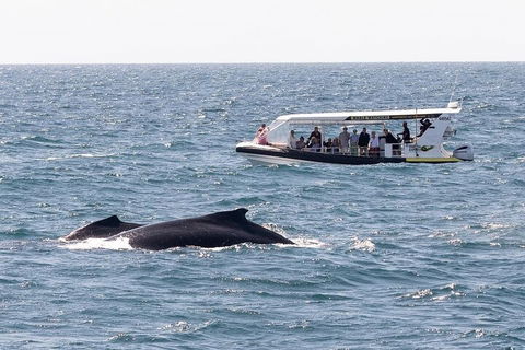 Mooloolaba Whale Watching Tour - Palm Beach Accommodation 1