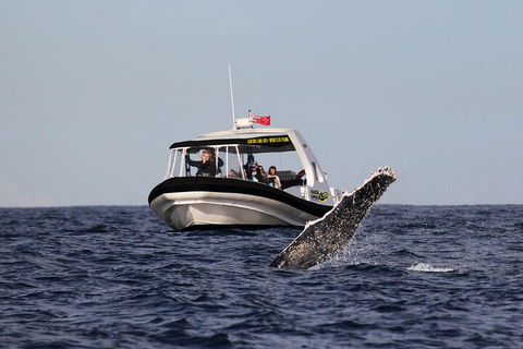 Mooloolaba Whale Watching Tour - Palm Beach Accommodation 2