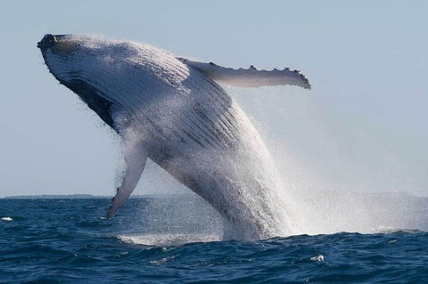 Mooloolaba Whale Watching Tour - Palm Beach Accommodation 3