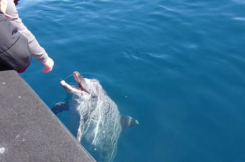 Noosa Wild Dolphin Safari - Palm Beach Accommodation 0