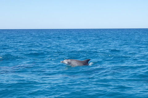 Noosa Wild Dolphin Safari - Palm Beach Accommodation 1