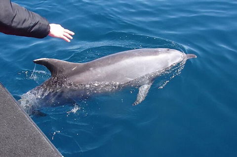 Noosa Wild Dolphin Safari - Palm Beach Accommodation 2