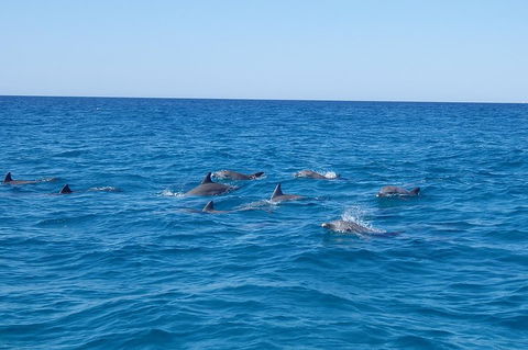 Noosa Wild Dolphin Safari - Palm Beach Accommodation 3