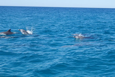 Noosa Wild Dolphin Safari - Palm Beach Accommodation 4