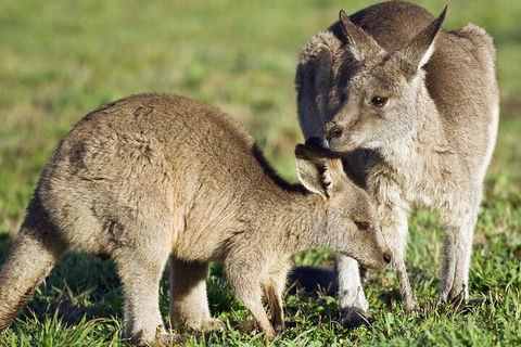 LGBT+ Friendly Full Day Phillip Island Private Tour - Palm Beach Accommodation 3
