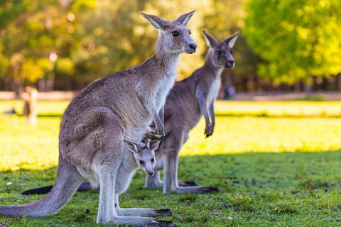 LGBT+ Friendly Full Day Phillip Island Private Tour - Palm Beach Accommodation 4
