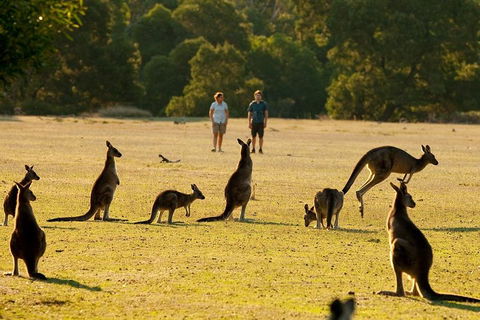 Grampians National Park Small-Group Eco Tour From Melbourne - Palm Beach Accommodation 4