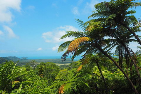 Cape Tribulation, Daintree Rainforest And Wildlife Tour - Palm Beach Accommodation 3