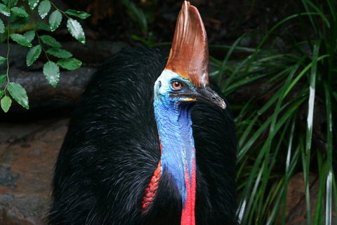 Cape Tribulation, Daintree Rainforest And Wildlife Tour - Palm Beach Accommodation 5