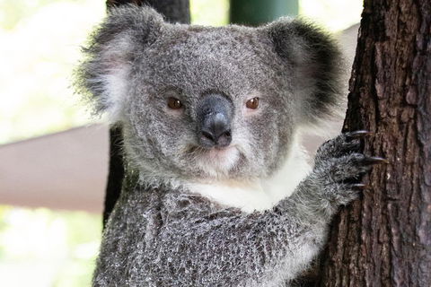 Wildlife Habitat Port Douglas - Palm Beach Accommodation 1