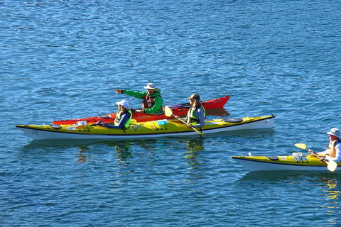 Half-Day Sydney Middle Harbour Guided Kayaking Eco Tour - Palm Beach Accommodation 0
