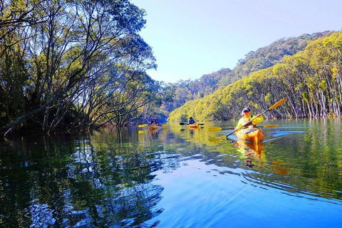 Half-Day Sydney Middle Harbour Guided Kayaking Eco Tour - Palm Beach Accommodation 1