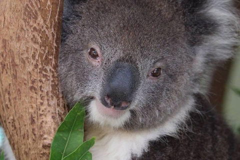 All Inclusive Blue Mountains Small-Group Day Trip From Sydney - Palm Beach Accommodation 1