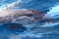 Book Viator Accommodation Vacations Palm Beach Accommodation Palm Beach Accommodation