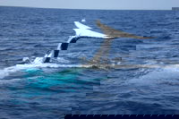 Whale Watching Jervis Bay