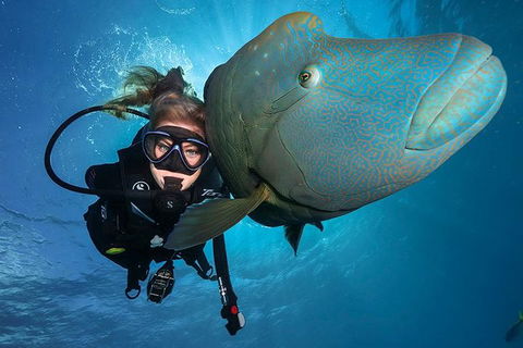 Great Barrier Reef Snorkeling And Diving Cruise From Cairns - Palm Beach Accommodation 0