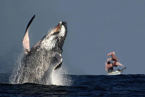 Sydney Harbour Tall Ship Whale & Sail - Whale Watching Cruise - Palm Beach Accommodation 0