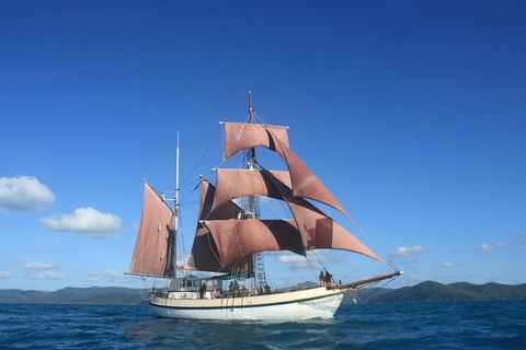 Sydney Harbour Tall Ship Whale & Sail - Whale Watching Cruise - Palm Beach Accommodation 1